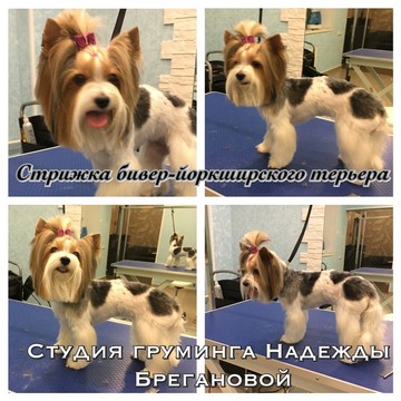Студия Груминга Надежды Брегановой фото 3