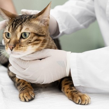 Ветеринарный центр Любимчик на Липецкой улице фото 3