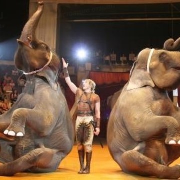 Уфимский государственный цирк фото 3