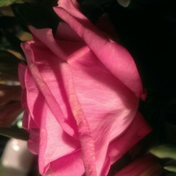 FloraHimki фото 1