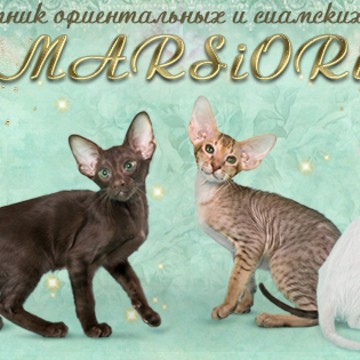Питомник ориентальных кошек Marsiori фото 1