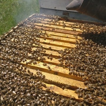 Интернет-магазин продуктов пчеловодства Пчеловод Василий Рудобелец фото 3