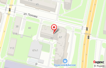 Салон цветов Цветной на улице Попова на карте