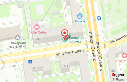 Бродячая собачка на карте